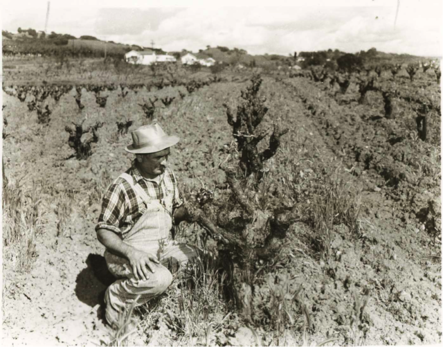 Farming on Limerick Lane circa 1910