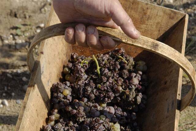 Hand-harvested grapes at Chateau d’Yquem