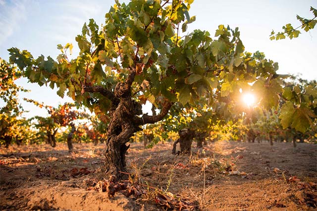 Closeup of vines in vineyard