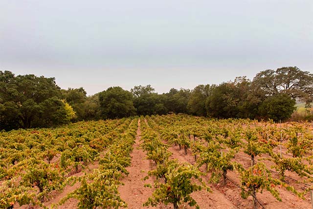 Vineyard growing zinfandel grapes