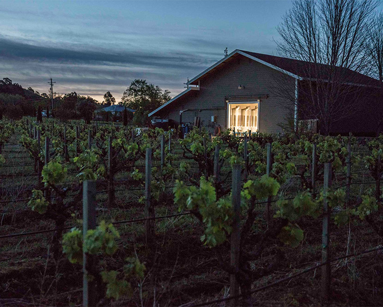 Limerick Lane vineyard at twilight