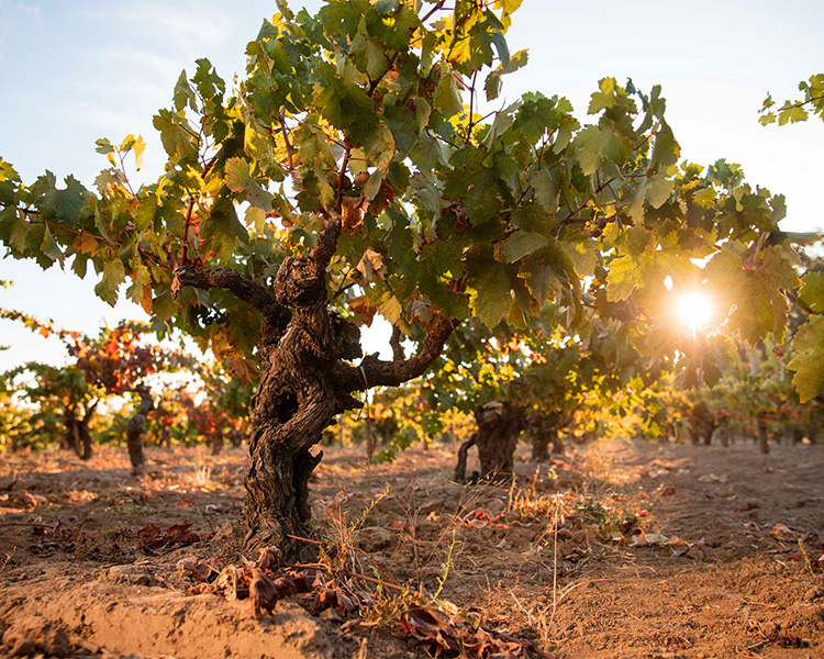 Zinfandel vines