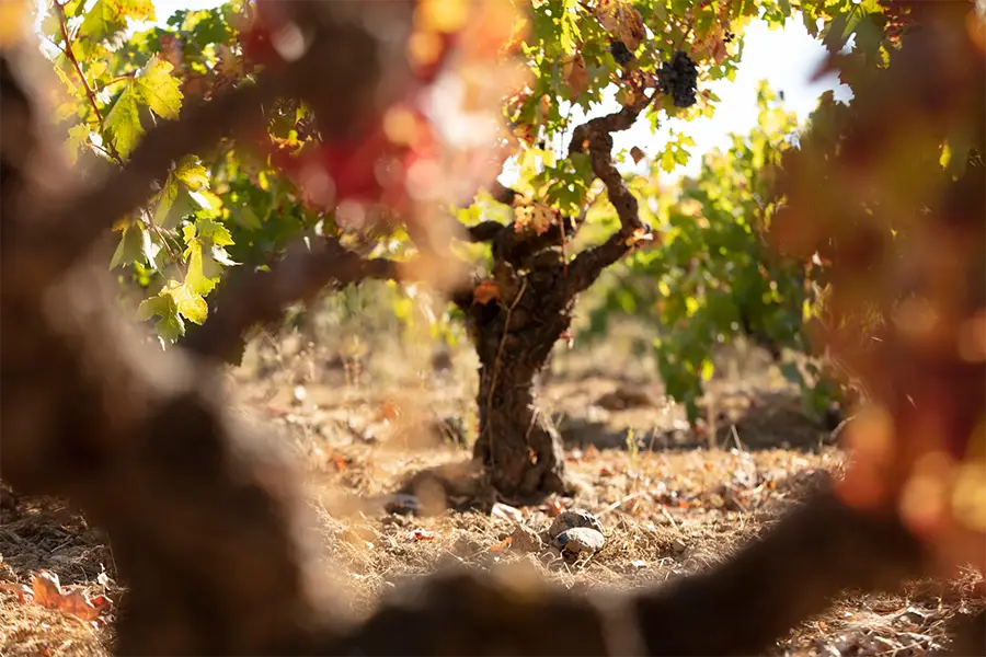 Closeup of vines in Limerick Lane Vineyard