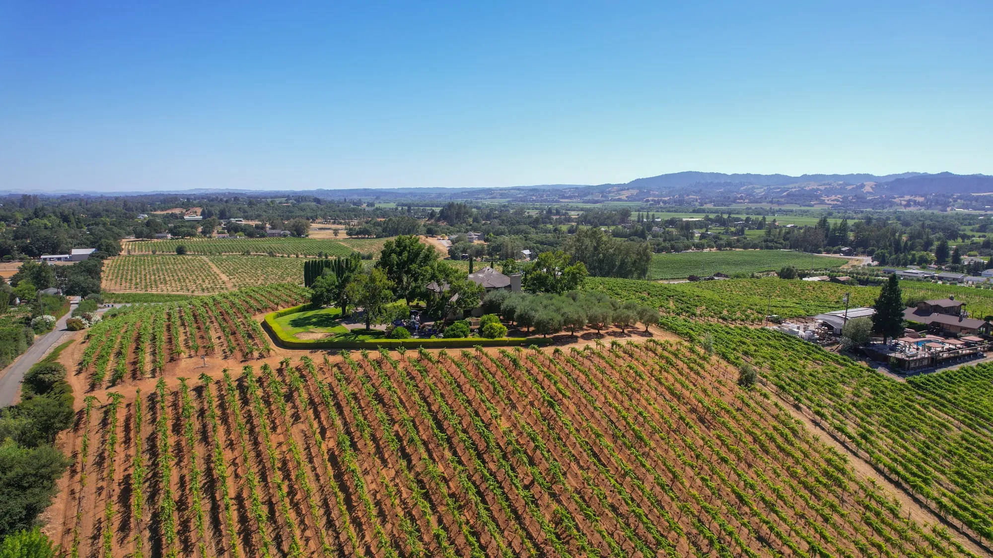 Limerick Lane vineyard